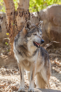 Mexican Gray Wolf