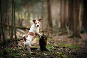 Naklejka na ściany i meble Dog breed Jack Russell Terrier walking in the forest