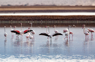 Pink and grey flamingos at the salt lake of Eilat, Israel