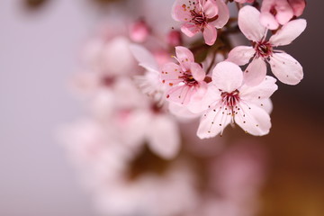 Fototapeta Kwitnący kwiat wiśni obraz
