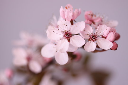 Kwitnący kwiat wiśni © iwonowka
