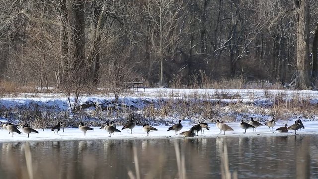 Flock of Canada Geese in winter