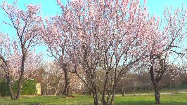 Different spring trees in blossom - apple, pink almond, cercis. 