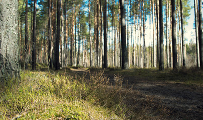 turn field road between trees in the spring forest
