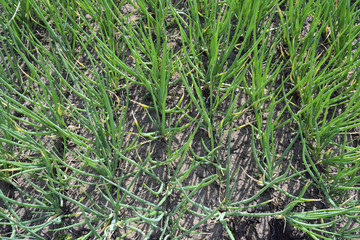 planting chives