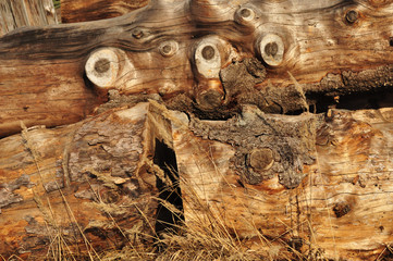 Wooden texture, close-up grain