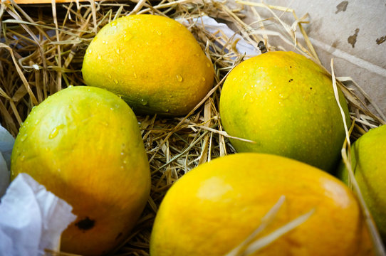 Alphonso mangoes packed in straw India