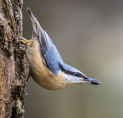 Nuthatch with sunflower seed