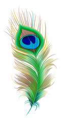 Obraz premium Peacock feather. Beautiful bird feather