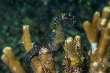 Common seahorse on coral reef