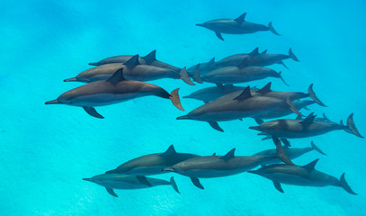 Naklejka premium Spinner dolphins scene from above