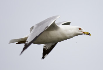 Beautiful isolated photo of the gull in flight
