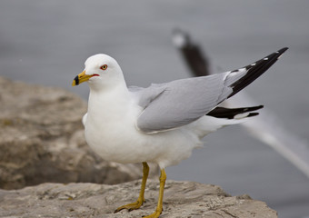Beautiful photo of the gull staying on the shore
