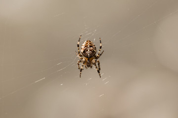 Ragno a righe giallo e nero su una ragnatela