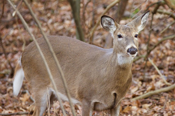 Beautiful image of a deer in the forest