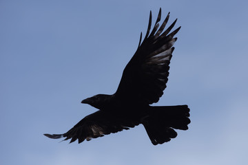 Carrion Crow