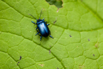 maggiolino blu sopra una foglia