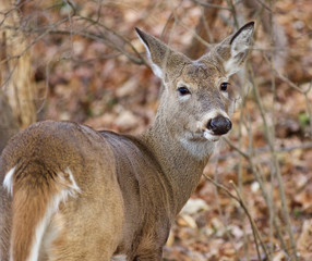 Funny closeup of the unsure deer