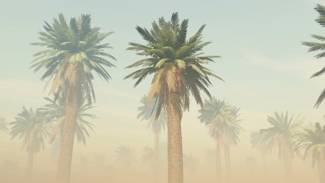 tropical palm jungle with sun rays and thick morning fog