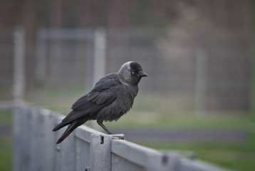 Fototapeta premium Kawka