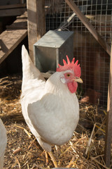 Closeup of a hen in a farmyard - hens house