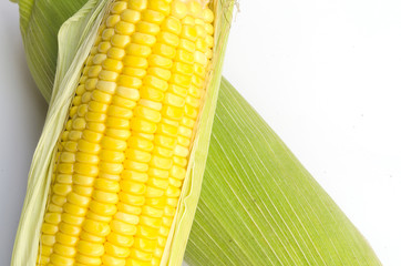 Close up  Corn on white background
