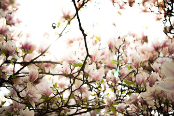 Weiß-Rosa Magnolienblüten im Frühling 