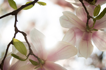 Weiß-Rosa Magnolienblüten im Frühling 