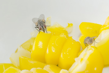 fly on food