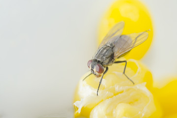fly on food
