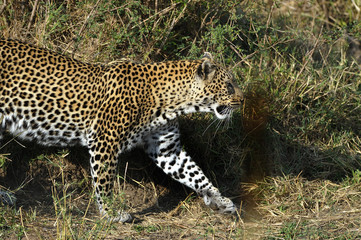 Leoparden smyger på Masai Maras savann i Kenya.
Foto: Jan Fleischmann