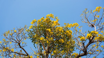 Flowering Tabebuia aurea.