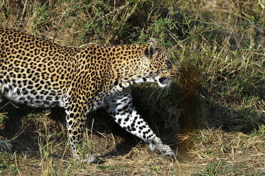 Leoparden smyger på Masai Maras savann i Kenya.
Foto: Jan Fleischmann