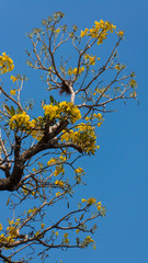Flowering Tabebuia aurea.