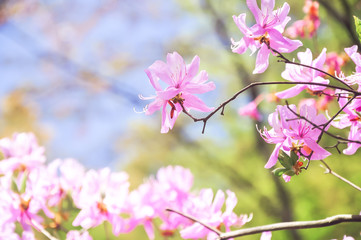 Fototapeta na wymiar Spring cherry blossom with soft focus closeup