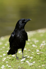 Carrion Crow