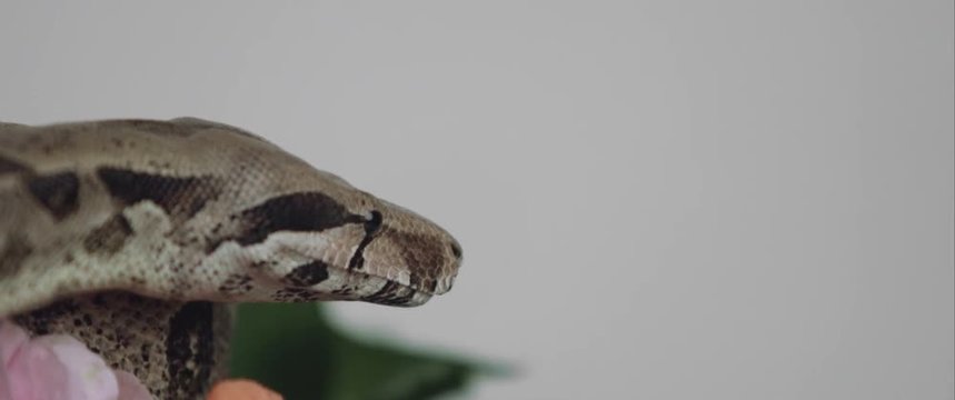snake
