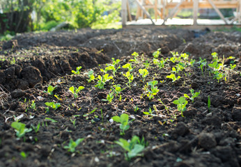 tomato seedling in garden