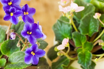 Gentle blue violets 