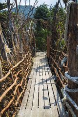Pathway in the forest