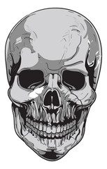 human skull Biology - vector