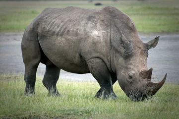 Foto op Plexiglas Grazing Rhino around Lake Nakuru in Kenya © robru