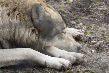 Close-up of a sleeping wolf in a bear park in Hungary