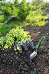 tomato seedling in garden