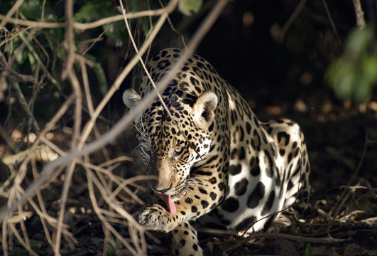 Jaguarhannen rengör sig efter att ha jagat vrålapor i norra Pantanal.
Foto: Jan Fleischmann