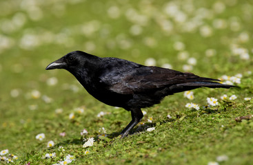 Carrion Crow