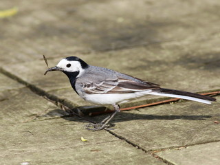 White Wagtail with catch, Motacilla alba