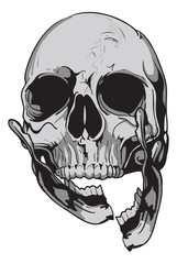 human skull Biology - vector