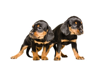 Two puppy breed Slovakian Hound standing together