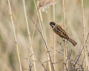 Reed Bunting (Emberiza schoeniclus)